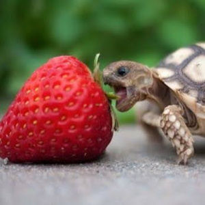 Meet your Posher, Jean